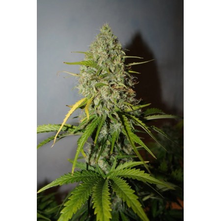 Grapefruit - Fast Buds Seeds | Autoflower Cannabis Seeds