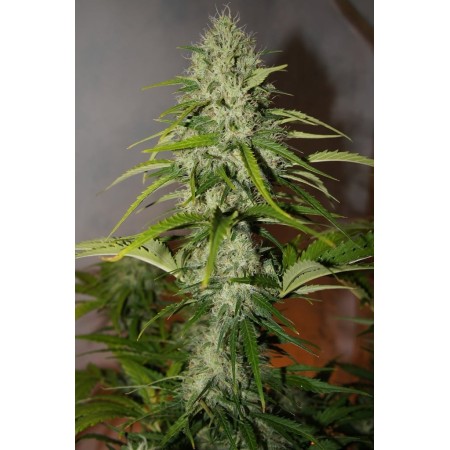 Grapefruit - Fast Buds Seeds | Autoflower Cannabis Seeds