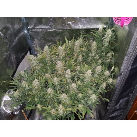 Grapefruit - Fast Buds Seeds | Autoflower Cannabis Seeds
