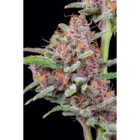 Gorilla Punch - Fast Buds Seeds | Autoflower Cannabis Seeds