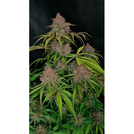 Gorilla Punch - Fast Buds Seeds | Autoflower Cannabis Seeds