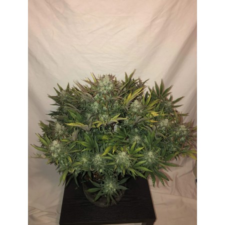 Gorilla Glue - Fast Buds Seeds | Autoflower Cannabis Seeds