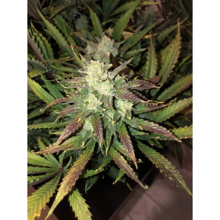 Gorilla Glue - Fast Buds Seeds | Autoflower Cannabis Seeds
