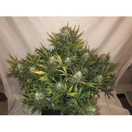 Gorilla Glue - Fast Buds Seeds | Autoflower Cannabis Seeds