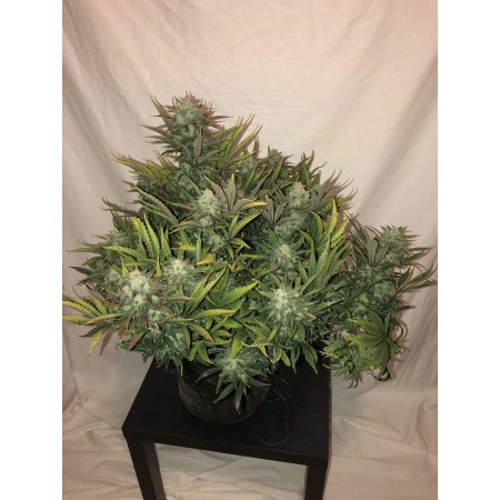 Gorilla Glue - Fast Buds Seeds | Autoflower Cannabis Seeds
