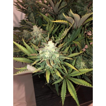 Gorilla Glue - Fast Buds Seeds | Autoflower Cannabis Seeds