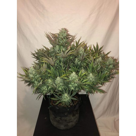 Gorilla Glue - Fast Buds Seeds | Autoflower Cannabis Seeds