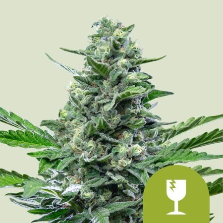 Royal Critical - Royal Queen Seeds | Autoflowering Cannabis Seeds