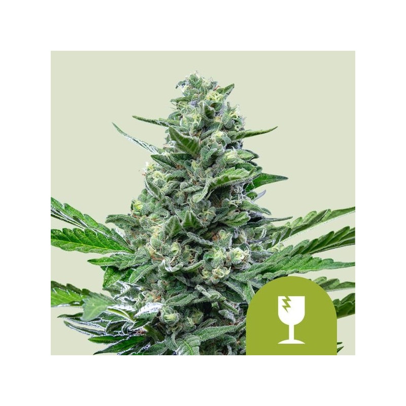 Royal Critical - Royal Queen Seeds | Autoflowering Cannabis Seeds
