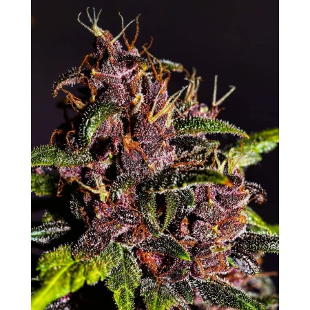 Crystal Meth - Fast Buds Seeds | Autoflower Cannabis Seeds Crystal Meth - Fast Buds Seeds | Autoflower Cannabis Seeds