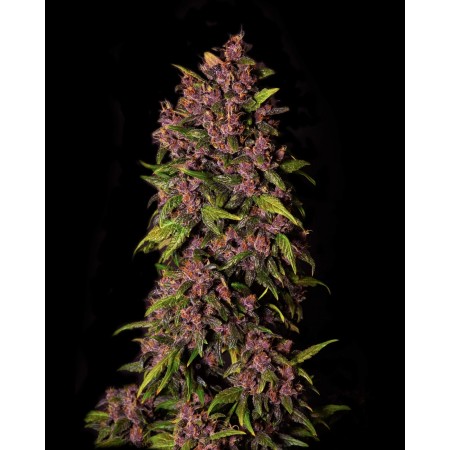 Crystal Meth - Fast Buds Seeds | Autoflower Cannabis Seeds Crystal Meth - Fast Buds Seeds | Autoflower Cannabis Seeds