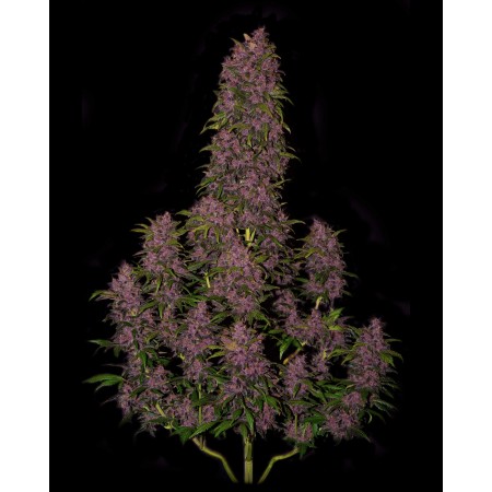 Crystal Meth - Fast Buds Seeds | Autoflower Cannabis Seeds Crystal Meth - Fast Buds Seeds | Autoflower Cannabis Seeds