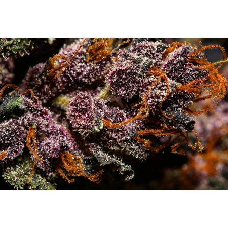 Crystal Meth - Fast Buds Seeds | Autoflower Cannabis Seeds Crystal Meth - Fast Buds Seeds | Autoflower Cannabis Seeds