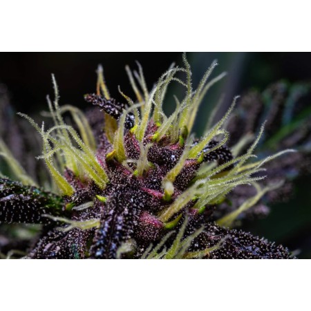 Crystal Meth - Fast Buds Seeds | Autoflower Cannabis Seeds Crystal Meth - Fast Buds Seeds | Autoflower Cannabis Seeds