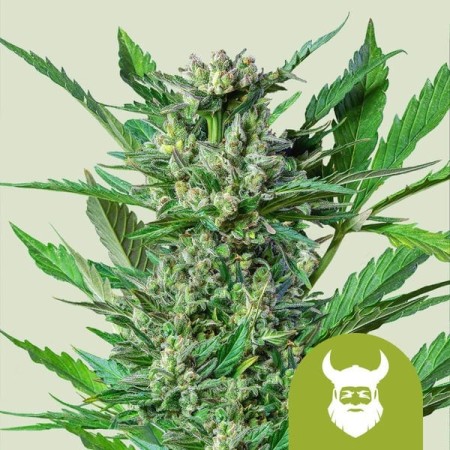 Royal Dwarf - Royal Queen Seeds | Autoflowering Cannabis Seeds