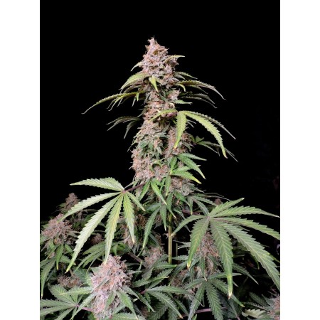 Amnesia Zkittlez - Fast Buds Seeds | Autoflower Cannabis Seeds