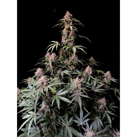 Amnesia Zkittlez - Fast Buds Seeds | Autoflower Cannabis Seeds