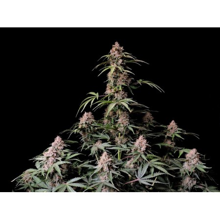 Amnesia Zkittlez - Fast Buds Seeds | Autoflower Cannabis Seeds