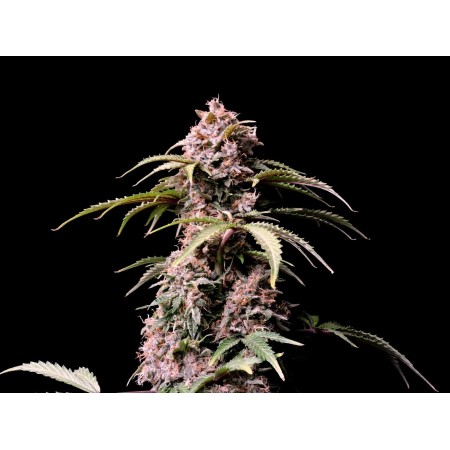 Amnesia Zkittlez - Fast Buds Seeds | Autoflower Cannabis Seeds