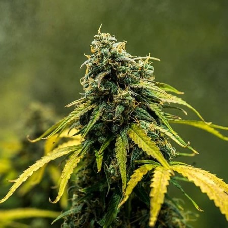 Royal Haze - Royal Queen Seeds | Autoflowering Cannabis Seeds