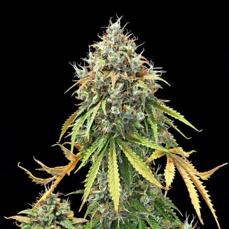Royal Haze - Royal Queen Seeds | Autoflowering Cannabis Seeds