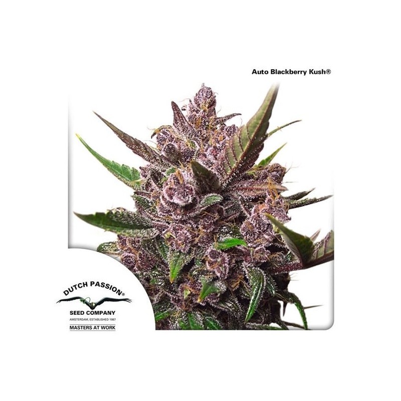 Blackberry Kush - Dutch Passion Seeds | Autoflowering