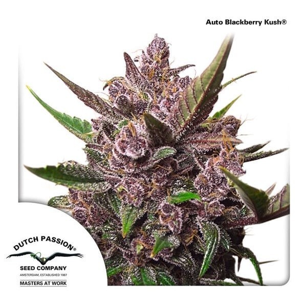 Blackberry Kush - Dutch Passion Seeds | Autoflowering