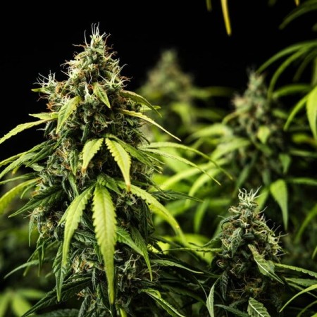 Cherry Pie - Royal Queen Seeds | Autoflowering Cannabis Seeds Cherry Pie - Royal Queen Seeds | Autoflowering Cannabis Seeds