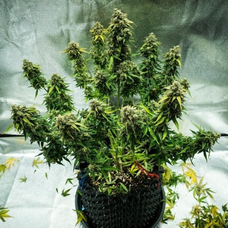 Royal Haze - Royal Queen Seeds | Autoflowering Cannabis Seeds
