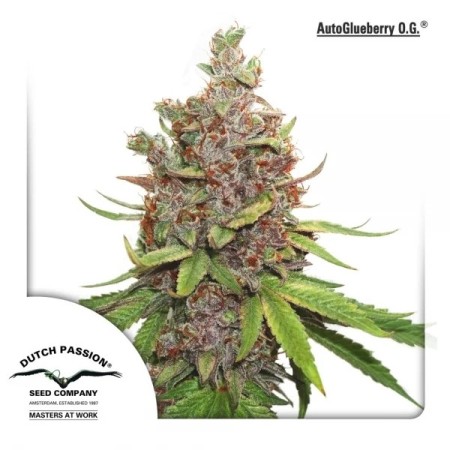 Glueberry O.G. - Dutch Passion Seeds | Autoflowering Cannabis Seeds