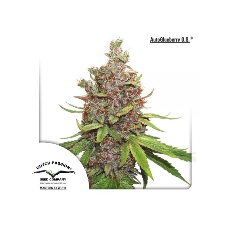 Glueberry O.G. - Dutch Passion Seeds | Autoflowering Cannabis Seeds