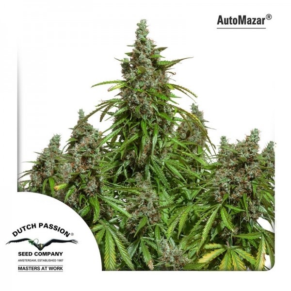 Mazar - Dutch Passion Seeds | Autoflowering