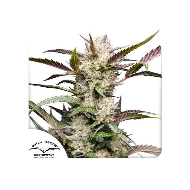 Mimosa Punch - Dutch Passion Seeds | Autoflowering Cannabis Seeds Mimosa Punch - Dutch Passion Seeds | Autoflowering Cannabis Seeds