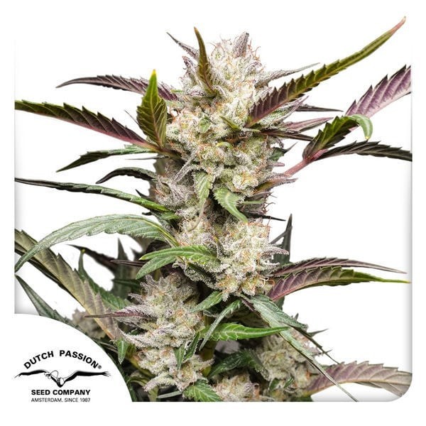 Mimosa Punch - Dutch Passion Seeds | Autoflowering