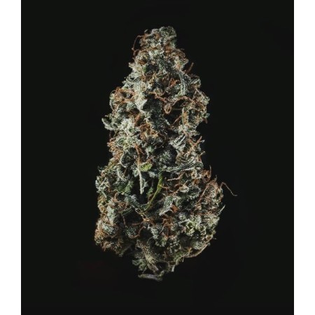 Royal Haze - Royal Queen Seeds | Autoflowering Cannabis Seeds
