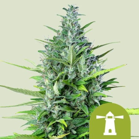 Royal Haze - Royal Queen Seeds | Autoflowering Cannabis Seeds