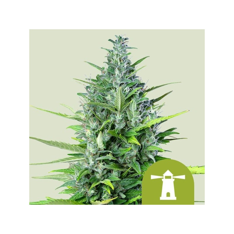 Royal Haze - Royal Queen Seeds | Autoflowering Cannabis Seeds
