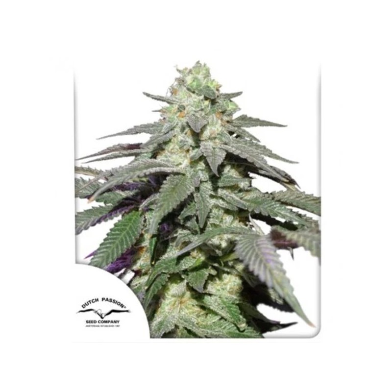 Skywalker Haze - Dutch Passion Seeds | Autoflowering Cannabis Seeds Skywalker Haze - Dutch Passion Seeds | Autoflowering Cannabis Seeds