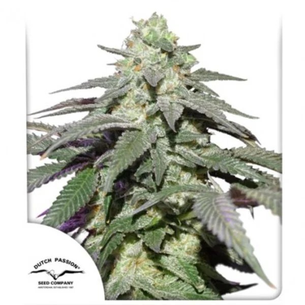Skywalker Haze - Dutch Passion Seeds | Autoflowering