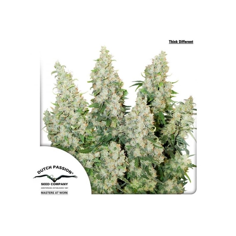 Think Different - Dutch Passion Seeds | Autoflowering Think Different - Dutch Passion Seeds | Autoflowering