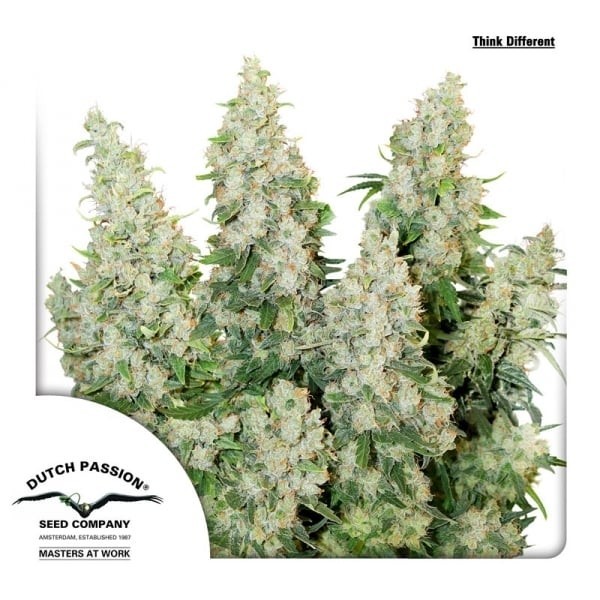 Think Different - Dutch Passion Seeds | Autoflowering
