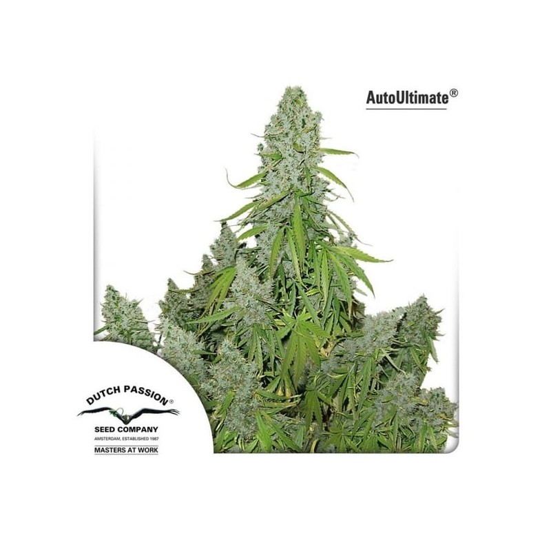 Ultimate - Dutch Passion Seeds | Autoflowering Cannabis Seeds Ultimate - Dutch Passion Seeds | Autoflowering Cannabis Seeds