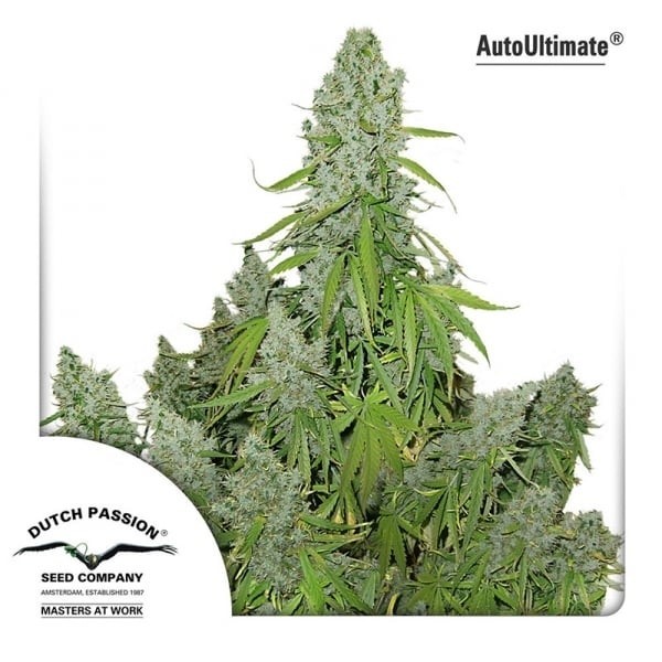 Ultimate - Dutch Passion Seeds | Autoflowering