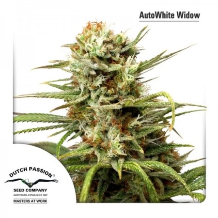 White Widow - Dutch Passion Seeds | Autoflowering Cannabis Seeds