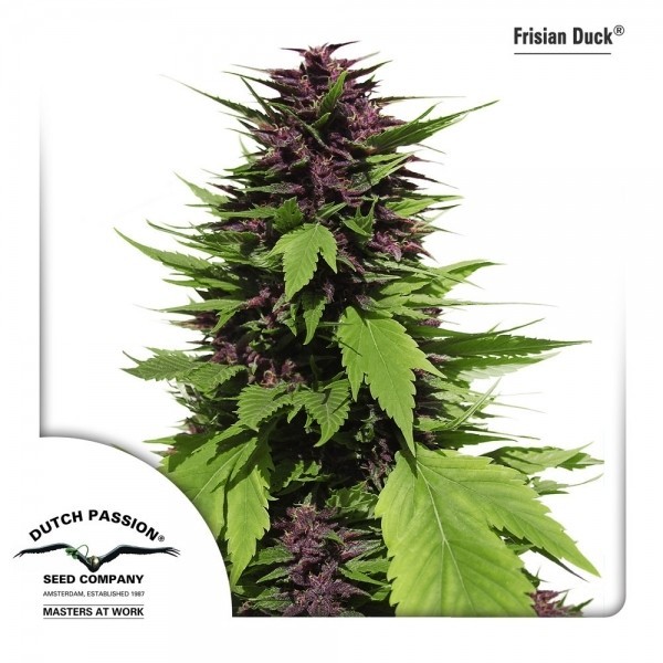 Frisian Duck - Dutch Passion Seeds | Feminized