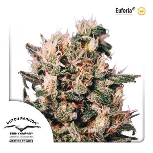Euforia - Dutch Passion Seeds | Feminized
