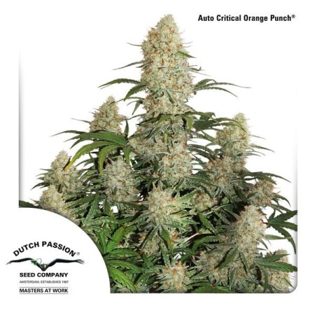 Critical Orange Punch - Dutch Passion Seeds | Feminized