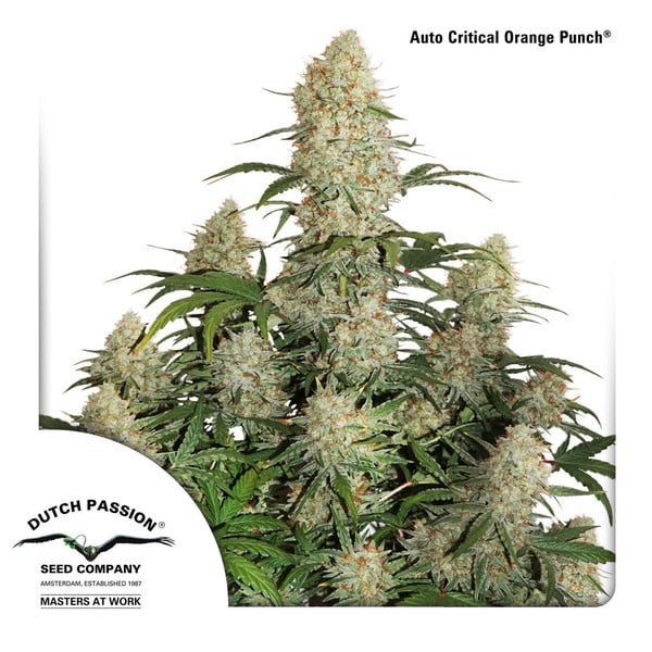 Critical Orange Punch - Dutch Passion Seeds | Feminized