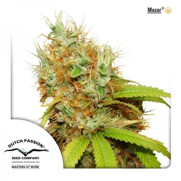 Mazar - Dutch Passion Seeds | Feminized