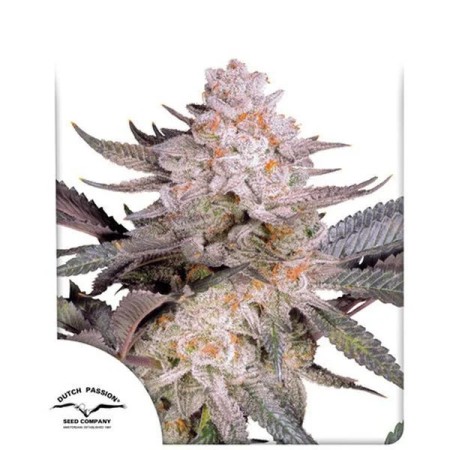 Orange Bud 2.0 - Dutch Passion Seeds | Feminized Cannabis Seeds
